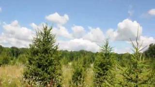 Growing Arbs and Pines [upl. by Vinni]