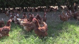 La tutela del benessere nellallevamento di galline ovaiole [upl. by Ebsen]