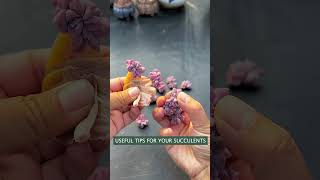 Useful tips for succulents 🪴 다육이들 suculentas 多肉植物 succulents Shorts [upl. by Berke]