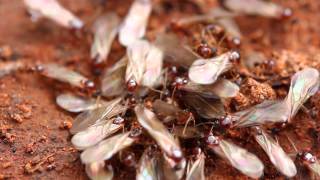 Termites Signs and prevention tips [upl. by Anette]