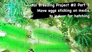 Koi Breeding Project 2 Part 3 Move eggs sticking on media to indoor for hatching koibreeding koi [upl. by Baras105]