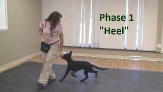 How to Train a Dog to quotHeelquot K91com [upl. by Weinrich]