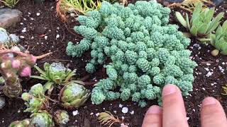 LET’S PLANT ep1 Izastyle cold hardy succulent rock garden  Northeastern US [upl. by Casandra]