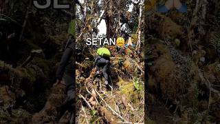 HORROR BANGET LEBIH SEREM DARI SETAN 😱 HARIMAU LEUSER 😱 leuser gunung pendaki [upl. by Ttehr]