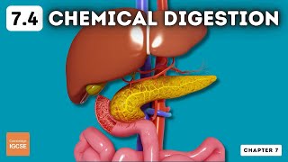 IGCSE Biology  Chemical digestion 74 [upl. by Ruberta]