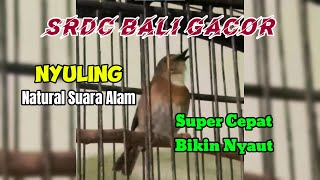 SRDC WOOW 💥 SRDC ORI BALI GACOR SUARA NYULING JERNIH NATURAL ALAM MERDU PANCINGAN AMPUH [upl. by Ecinej]