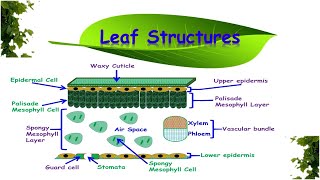 Leaf Structures amp Functions [upl. by Aneras950]