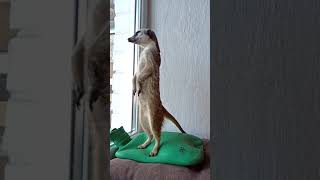 🐾 Kapi on the heating pad watches the yard meerkat waiting for the window sill renovation 🌞 cute [upl. by Niriam]