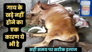 गाय के खड़े नहीं होने का बड़ा कारण और उसका आसान समाधान 👌 downer cow syndrome treatment [upl. by Aeel375]