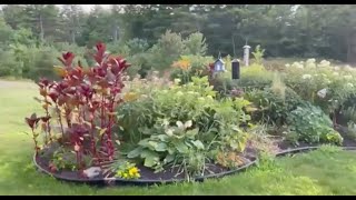 North Conway NH Gardens in July [upl. by Anuahc]