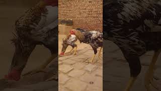 High Quality Rooster 🐓👑😱 subscribe my channel shortvideo cage birds aseelcage [upl. by Poole]