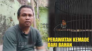 TIPS DAN CARA PERAWATAN HARIAN BURUNG KEMADE SUPAYA CEPAT NGALAS DAN GACOR [upl. by Elrod]