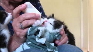 403 MommaCat Lily Bottle Feeding 4 Week Old Kittens [upl. by Nnahtebazile]