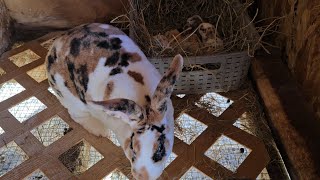 Changing Nest Boxes and Why farmliving homesteading rabbit rabbitry rabbitfarming nestbox [upl. by Bollinger]