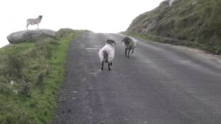 combat béliers irland 2012 fight of rams in Irland [upl. by Annahpos385]