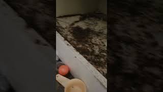 2Year Unchecked German Cockroach Takeover in Neglected Kitchen [upl. by Nylarak]