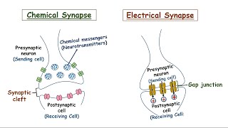 Synapse  Chemical And Electrical Synapse  How Does It Work [upl. by Jaquelyn]