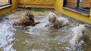 Tigers in the water [upl. by Lull]