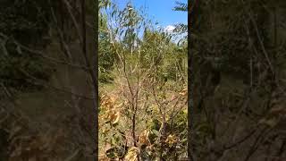 Sandalwood plants damaged by nematode kvnarrayana raao 9949237767 [upl. by Einalem]