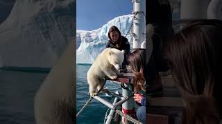 🐻‍❄️ Tiny Polar Bears Heartwarming Rescue 😍 PolarBearRescue WildlifeConservation ArcticAnimals [upl. by Acilef153]