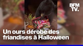 Cet ours a dérobé des friandises le soir dHalloween [upl. by Dorothy]