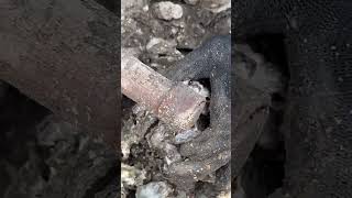 Harvesting Small Rock OYSTER oyster harvest catching [upl. by Acinaj]