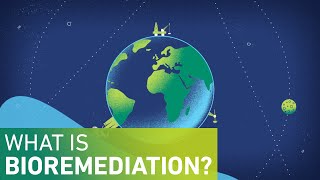 What is Bioremediation [upl. by Brigette]