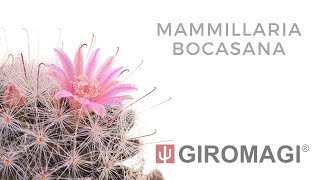 Mammillaria bocasana [upl. by Anaujat]