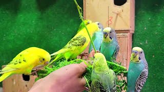 Budgies singing for lonely birds [upl. by Durkin989]