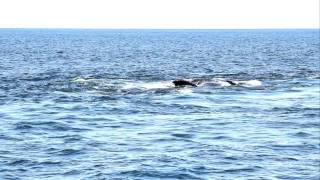 MVI 9898 Right Whales [upl. by Raffaello]