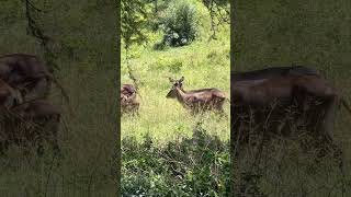 Waterbuck spotted in the wild safari [upl. by Nibbs379]