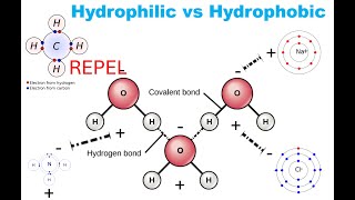 What makes a molecule polar nonpolar or an ion What hydrophilic and hydrophobic molecules are [upl. by Snook]