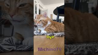 YA llevamos 25 AÑOS juntos 😹😹😹 gatos cat humor gatosgraciosos gatoschistosos [upl. by Fabrianne846]