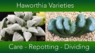 Haworthia Collection  Repotting Dividing and Care [upl. by Sinnaoi]