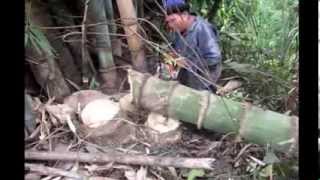 Giant Bamboo Biggest in Thailand 1 [upl. by Anerahs]