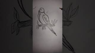 Parrot beutiful pancil drawing shorts trending short feed [upl. by Nilyak]