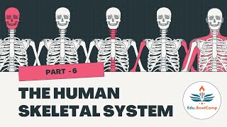 Human Skeletal System Part6 Appendicular Skeleton Pectoral Girdle amp Forelimbs anatomy biologyneet [upl. by Adoh971]