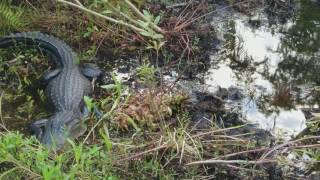 Alligator guarding Nest  Part 2  Jean Lafitte National Park  Jean Lafitte Louisiana 6132017 [upl. by Aineval]