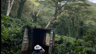 Manoa Falls Trail  Beautiful Hike [upl. by Ervine]