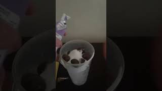 Day 5 Of Ice Cup Drink in Convenience Store asmr food asmrdrinking conveniencestore icecream [upl. by Jenelle653]