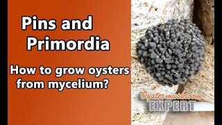 Formation of oyster mushroom primordia What is the difference between primordia and pins [upl. by Yerocal]