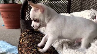 Chihuahua puppy sees others playing with his toys youll never believe what happens next [upl. by Swenson]