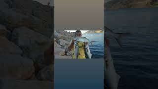 CANLININ AVCISININ AVCISI 🎣🐟 lüfer bluefish lichia [upl. by Doll397]