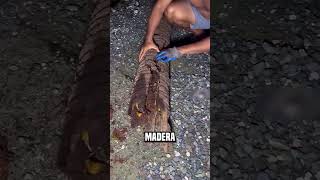 No abras la madera que está en el camino😮jahura9990 shortsvideo [upl. by Aron439]