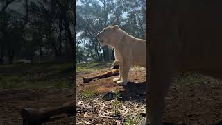 Every lion feed is almost predictable Snowdrop wants to bite the hand that feeds her 😂 [upl. by Nohsid76]