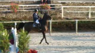 Nervoso jumping stallion SFA by Le Tot de Semilly [upl. by Clarise]