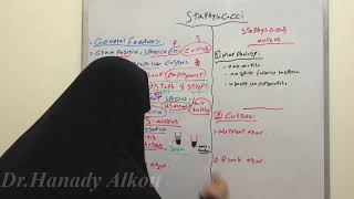 Staphylococcus Morphology and Culture [upl. by Nahsyar]