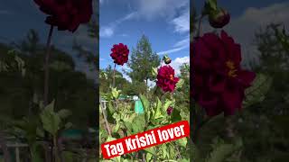 Agricultural Vlog Nepal  Tag Krishi Lover  nepal travel shorts viralvideo [upl. by Bentley935]