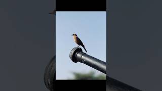 iPhone 15 pro max camera like a DSLR camera [upl. by Alrick]