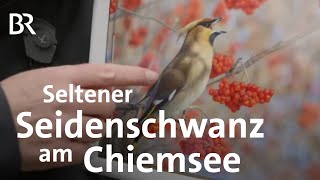 Seltene Vogelart Seidenschwanz am Chiemsee  Wir in Bayern  BR [upl. by Nivrag]